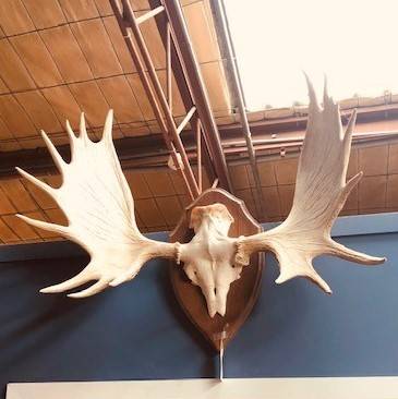 18 pointer large Elk antlers